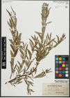 Foto von Salix repens subsp. rosmarinifolia (L.) Andersson